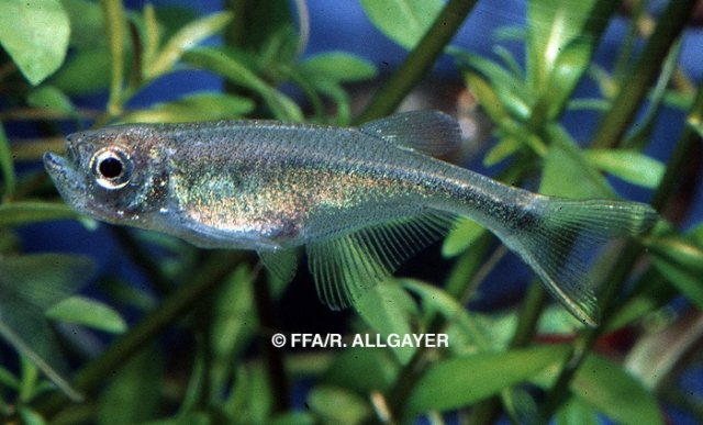 Corynopoma riisei femelle - 